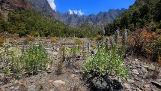 Parc national de la Caldeira de Taburiente - La Palma La Palma 2024